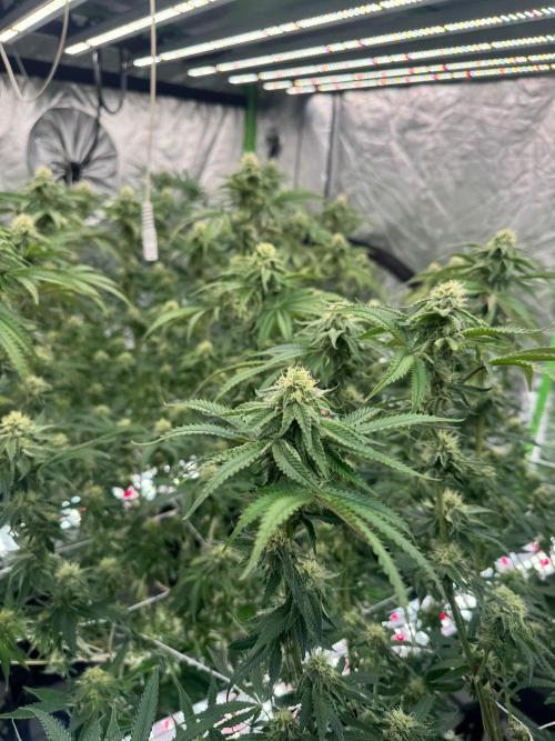 Bluzzi (Zkittlez x ZiZi) x Blucci Cut. Week 10