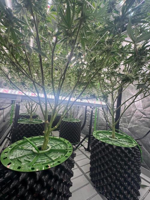 Bluzzi (Zkittlez x ZiZi) x Blucci Cut. Week 10
