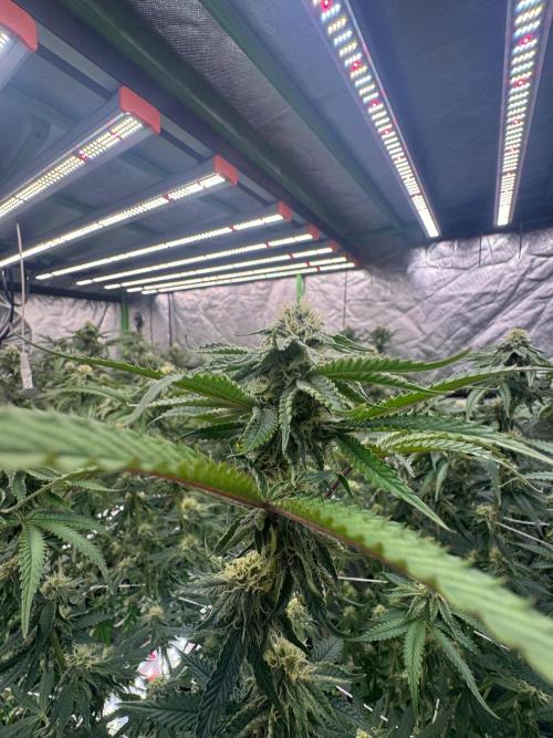 Bluzzi (Zkittlez x ZiZi) x Blucci Cut. Week 10