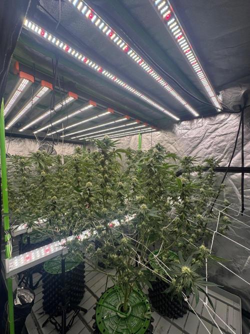 Bluzzi (Zkittlez x ZiZi) x Blucci Cut. Week 10