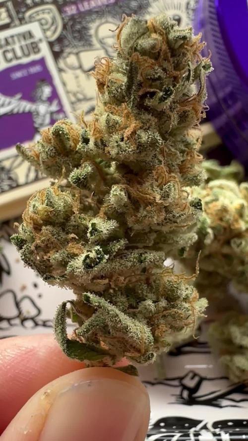 Green Papaya Tester For Super Sativa Seed Club 💜