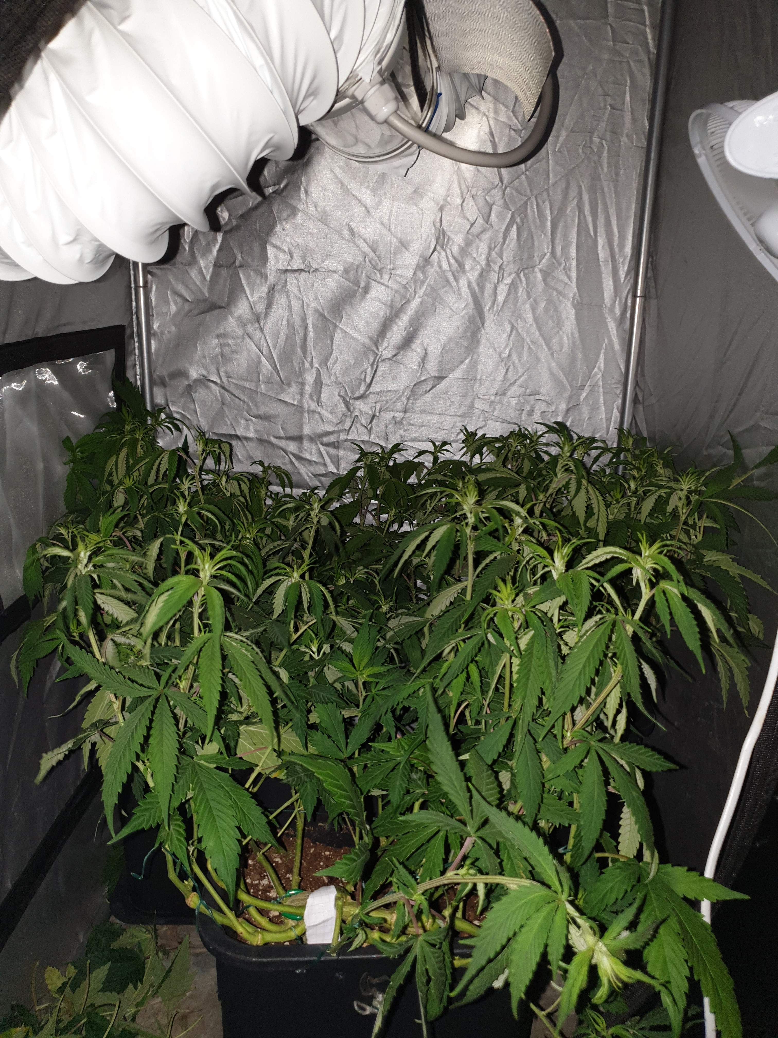 Cookie Fam Gelato 33, The Cali Connection Corleone Kush