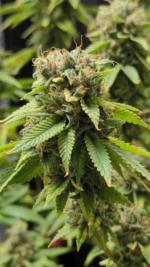 Double Dream & AJ Sour Diesel