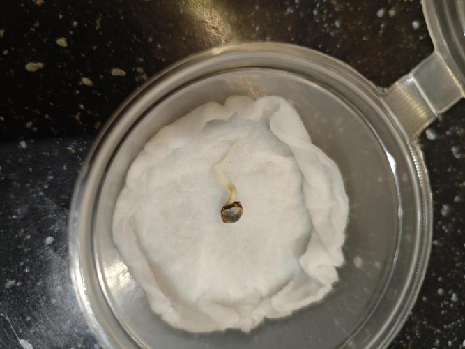 🍏🍎Apple Strudel Auto🍎🍏. Week 0