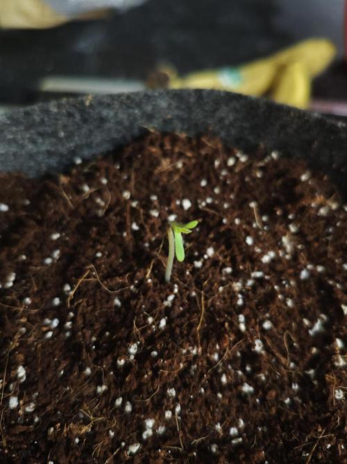 🍏🍎Apple Strudel Auto🍎🍏. Week 0