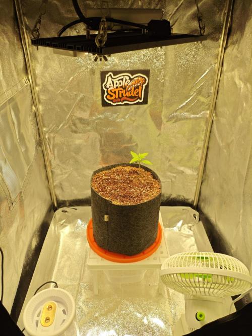 🍏🍎Apple Strudel Auto🍎🍏. Week 2