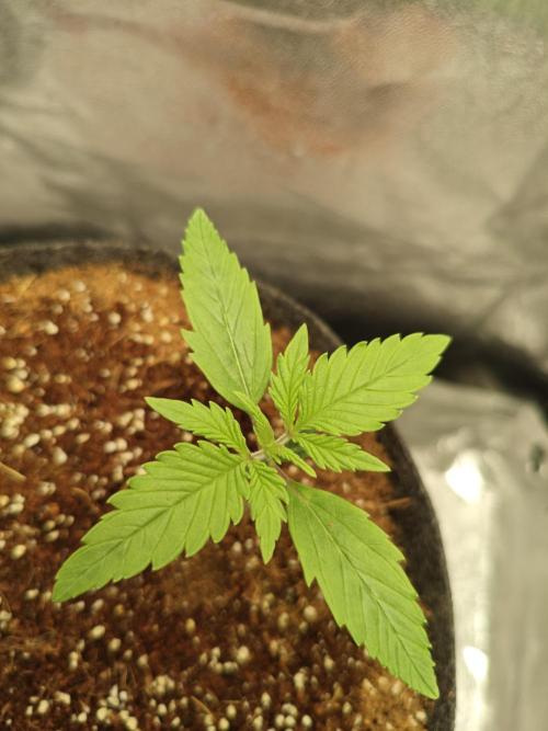 🍏🍎Apple Strudel Auto🍎🍏. Week 2