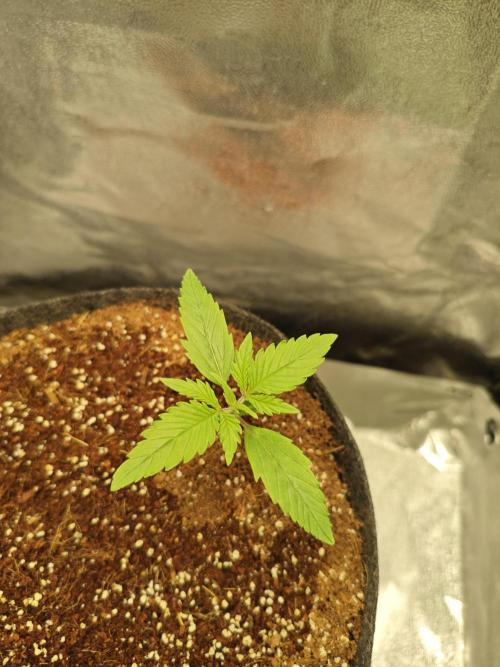 🍏🍎Apple Strudel Auto🍎🍏. Week 2