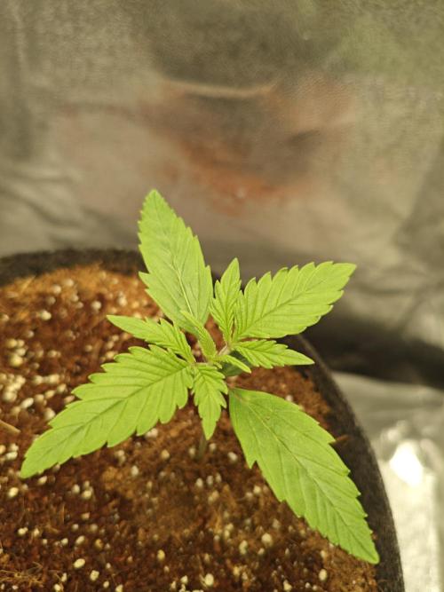 🍏🍎Apple Strudel Auto🍎🍏. Week 2