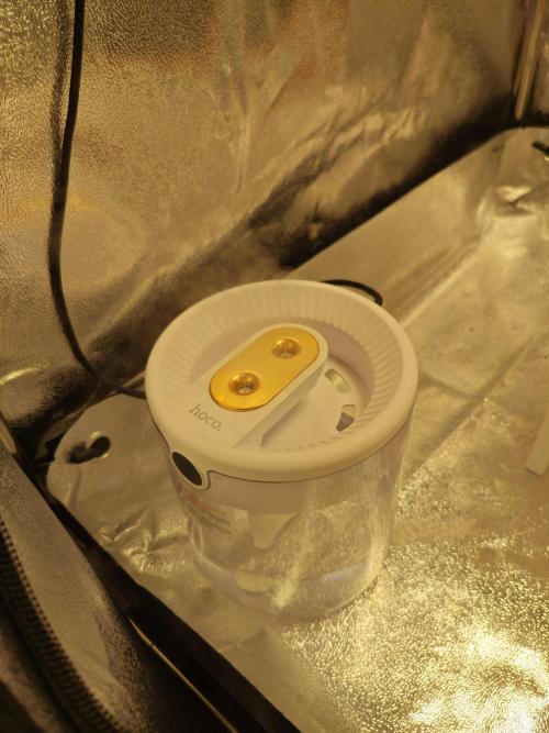 🍏🍎Apple Strudel Auto🍎🍏. Week 2