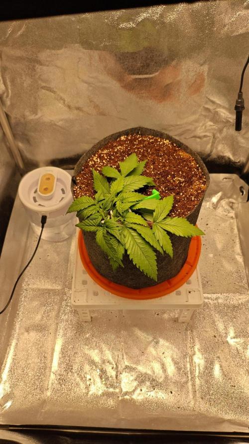 🍏🍎Apple Strudel Auto🍎🍏. Week 3