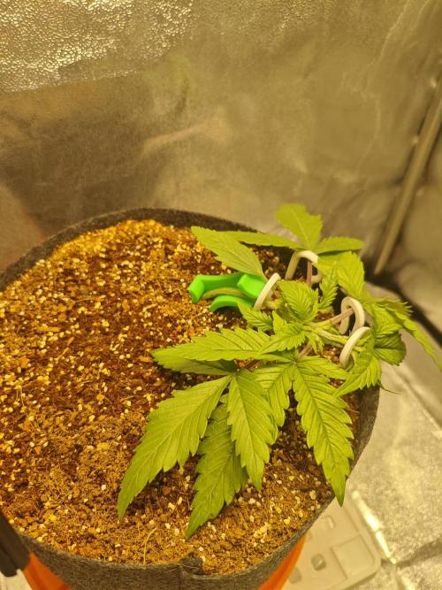 🍏🍎Apple Strudel Auto🍎🍏. Week 3