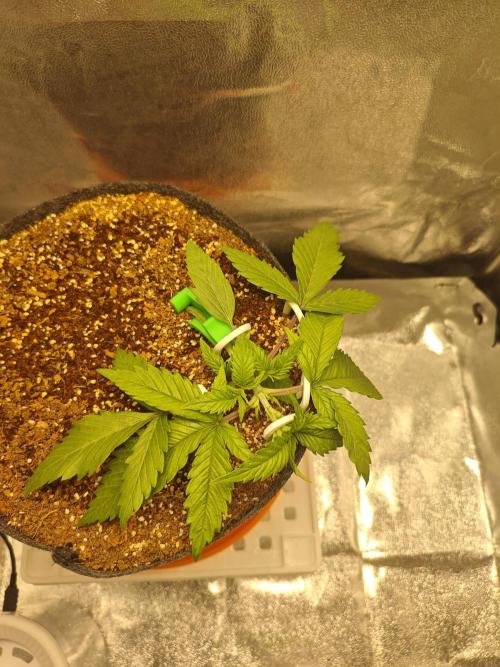 🍏🍎Apple Strudel Auto🍎🍏. Week 3