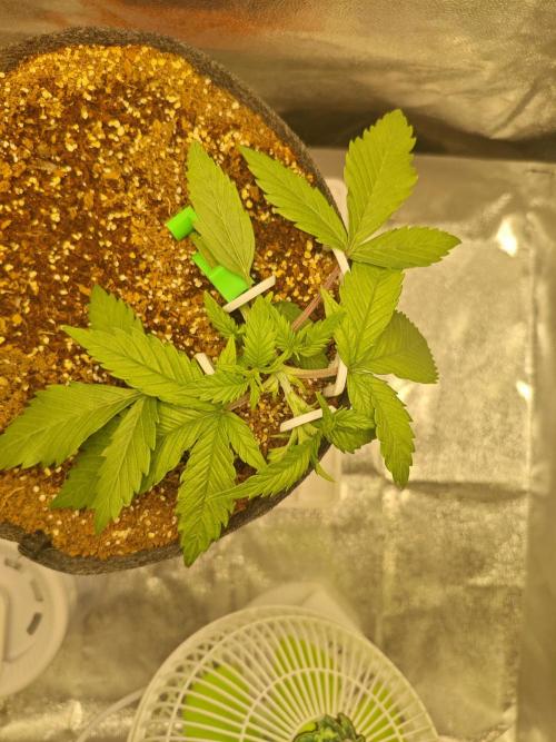 🍏🍎Apple Strudel Auto🍎🍏. Week 3