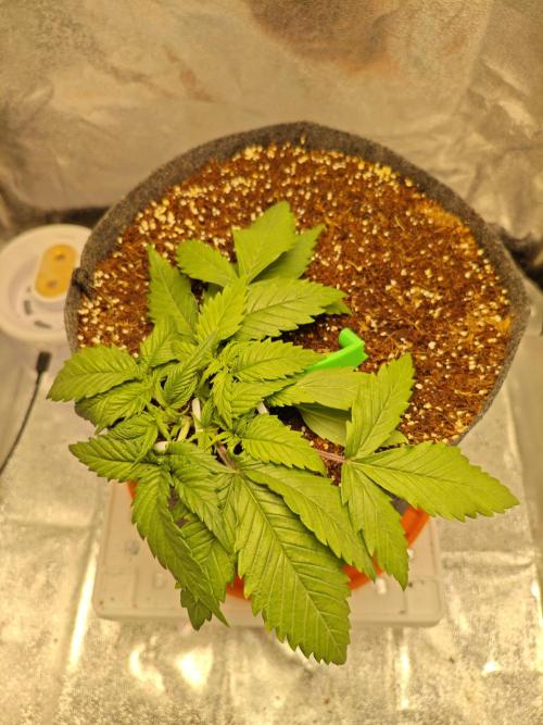 🍏🍎Apple Strudel Auto🍎🍏. Week 3