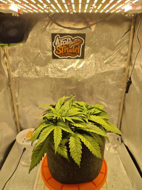 🍏🍎Apple Strudel Auto🍎🍏. Week 4