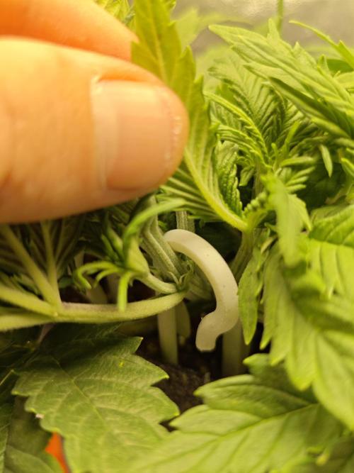 🍏🍎Apple Strudel Auto🍎🍏. Week 4