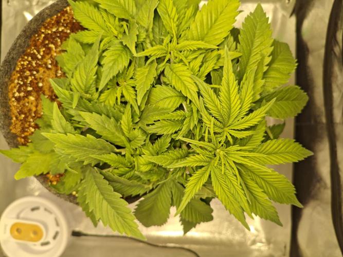 🍏🍎Apple Strudel Auto🍎🍏. Week 4