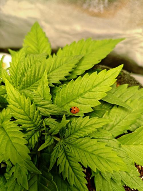 🍏🍎Apple Strudel Auto🍎🍏. Week 4