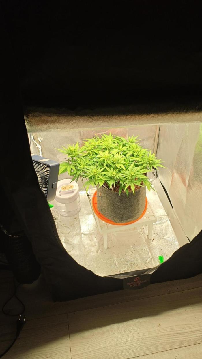 🍏🍎Apple Strudel Auto🍎🍏. Week 6