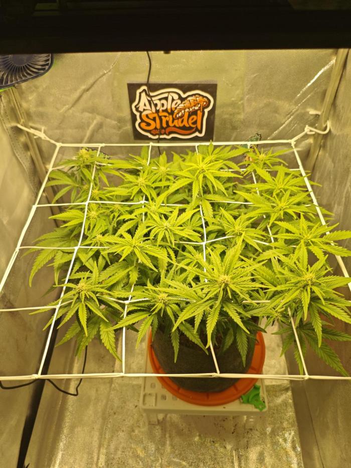 🍏🍎Apple Strudel Auto🍎🍏. Week 8