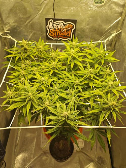 🍏🍎Apple Strudel Auto🍎🍏. Week 9