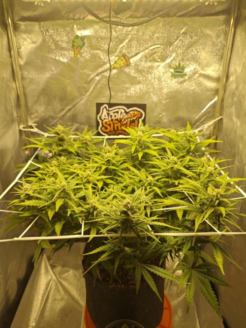 🍏🍎Apple Strudel Auto🍎🍏. Week 9