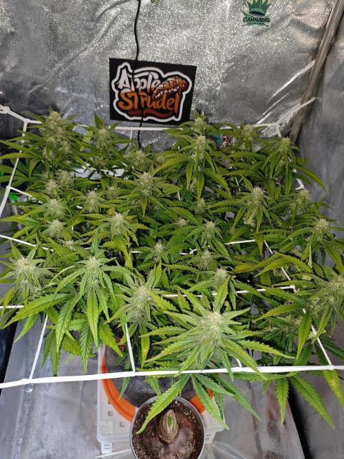 🍏🍎Apple Strudel Auto🍎🍏. Week 9