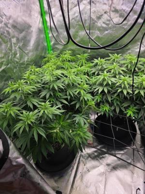 Comment by Red4201964 photo #1