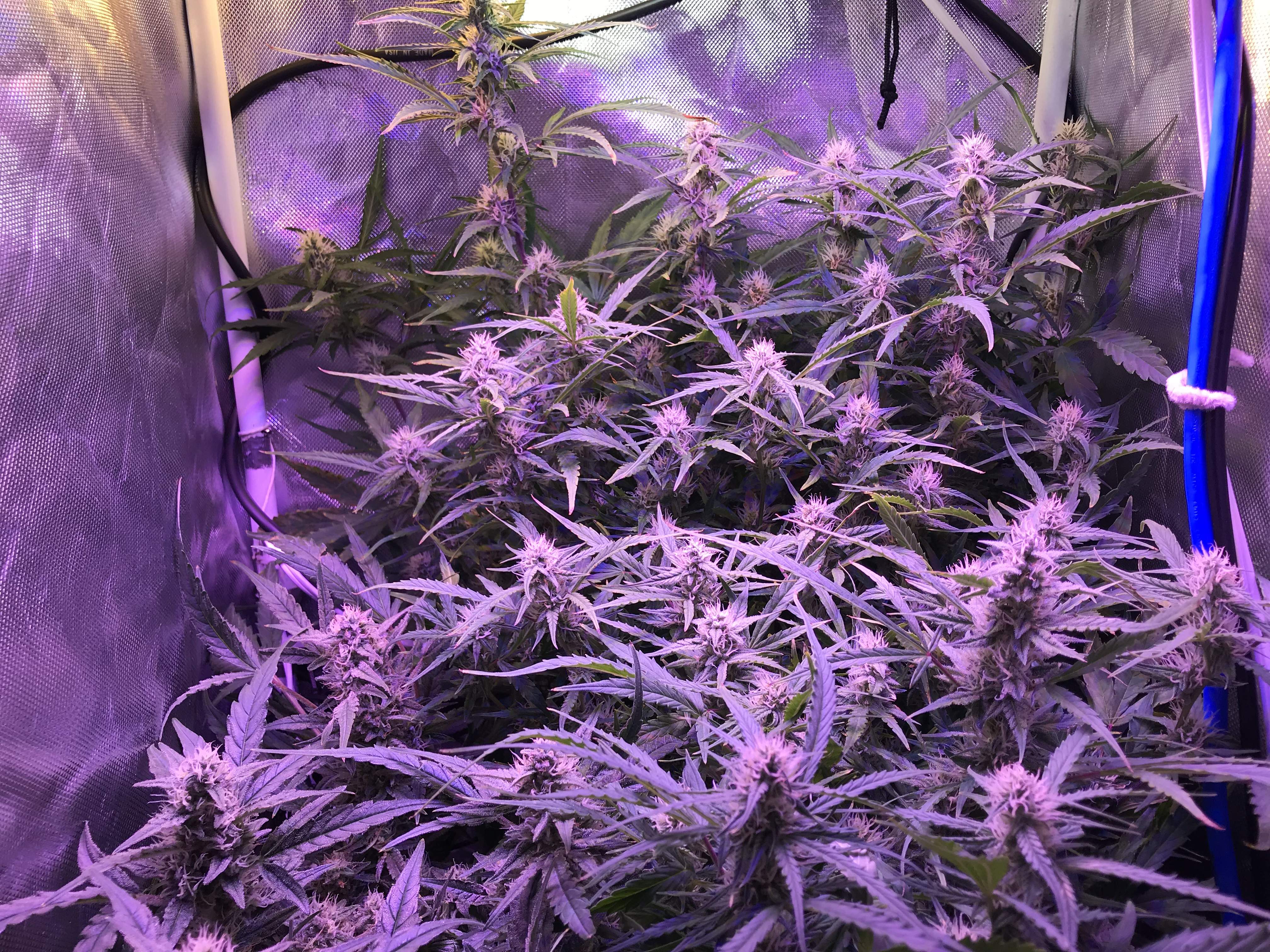 Seedsman Northern Lights grow diary (journal) week10 by VisionRuderalis