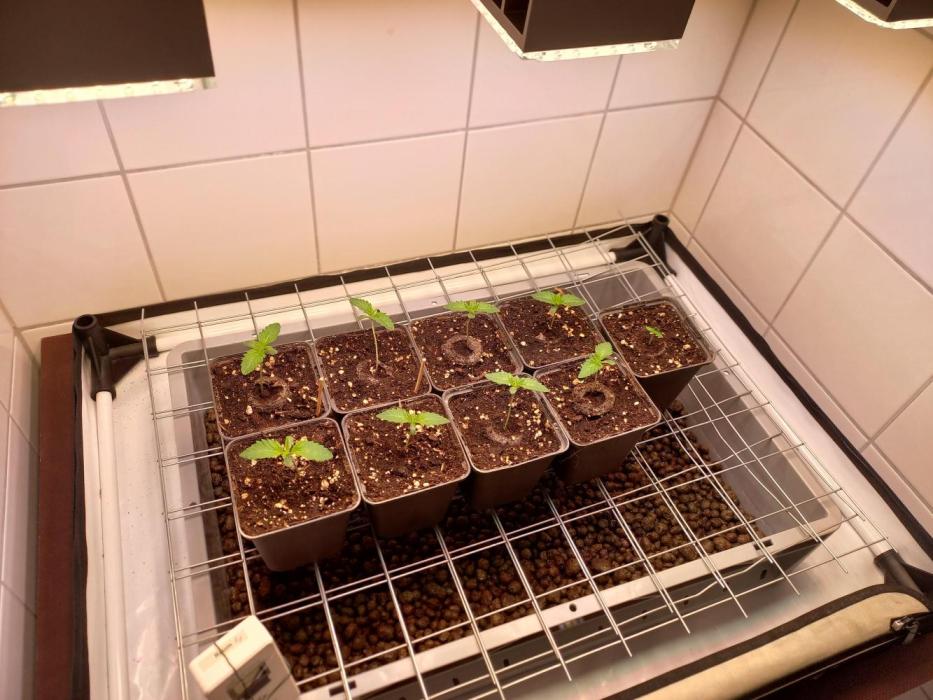 Lemon Cherry Gelato. Week 0