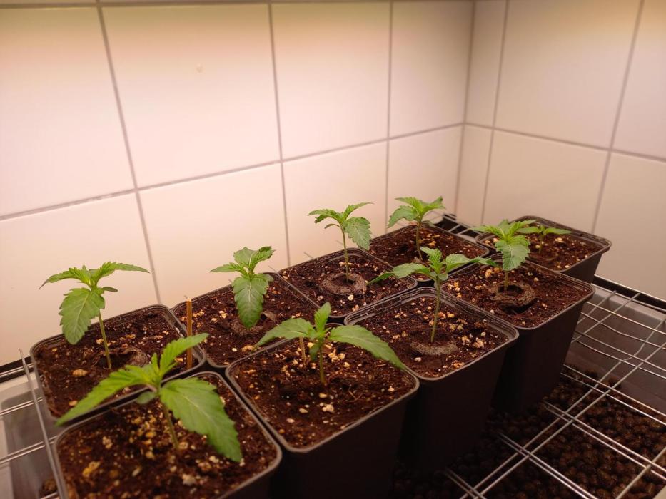 Lemon Cherry Gelato. Week 1