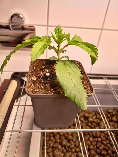 Lemon Cherry Gelato. Week 2