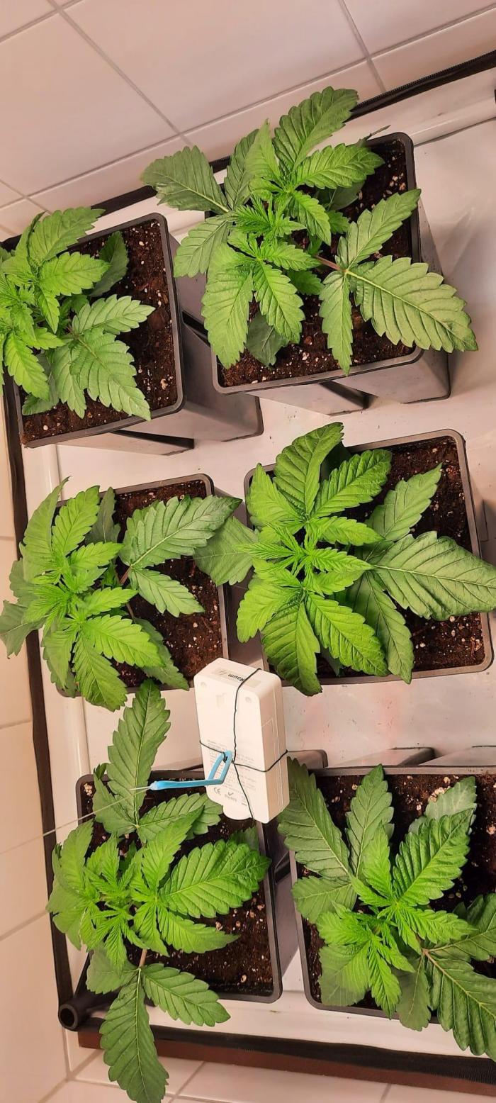 Lemon Cherry Gelato. Week 3