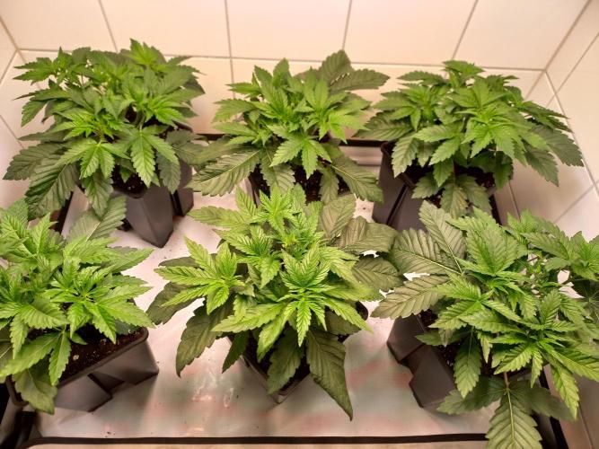 Lemon Cherry Gelato. Week 4