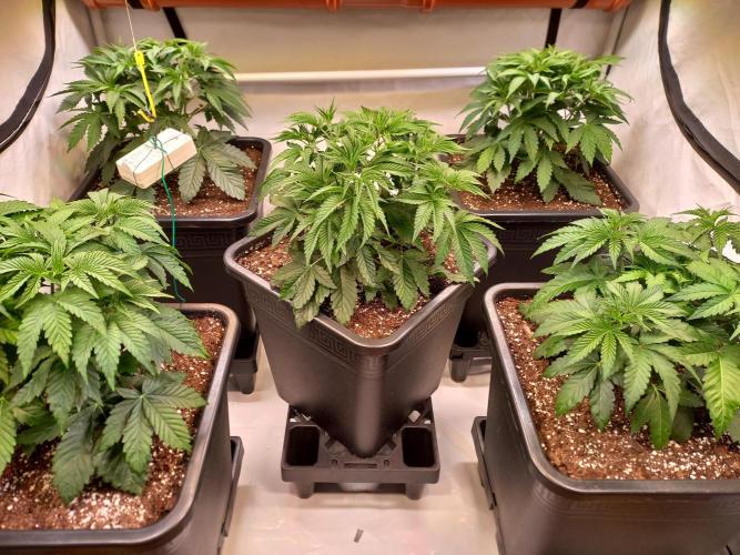 Lemon Cherry Gelato. Week 5