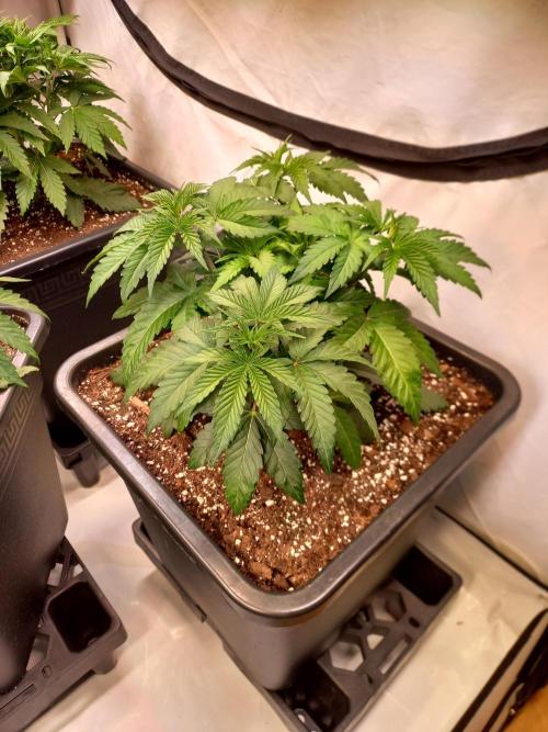 Lemon Cherry Gelato. Week 5