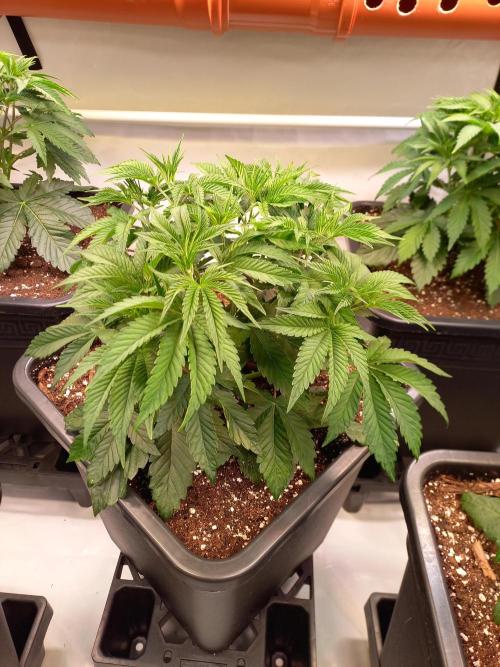Lemon Cherry Gelato. Week 5