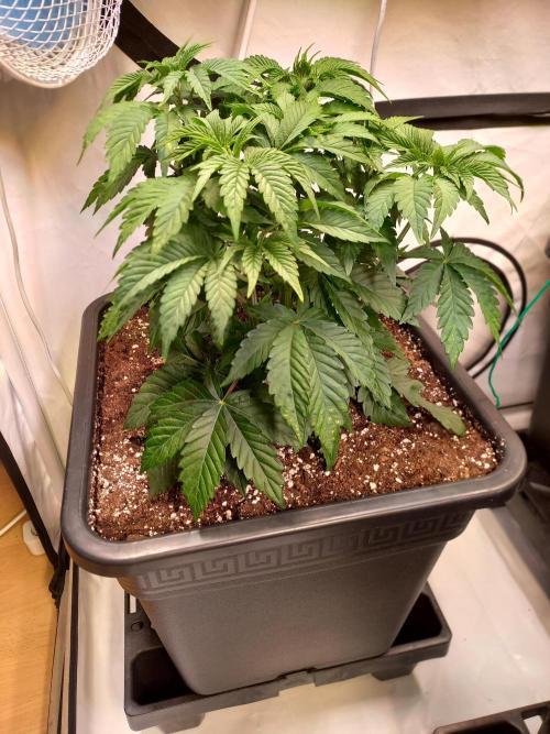 Lemon Cherry Gelato. Week 5
