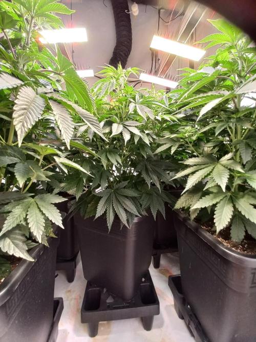 Lemon Cherry Gelato. Week 7