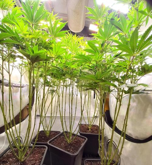 Lemon Cherry Gelato. Week 10