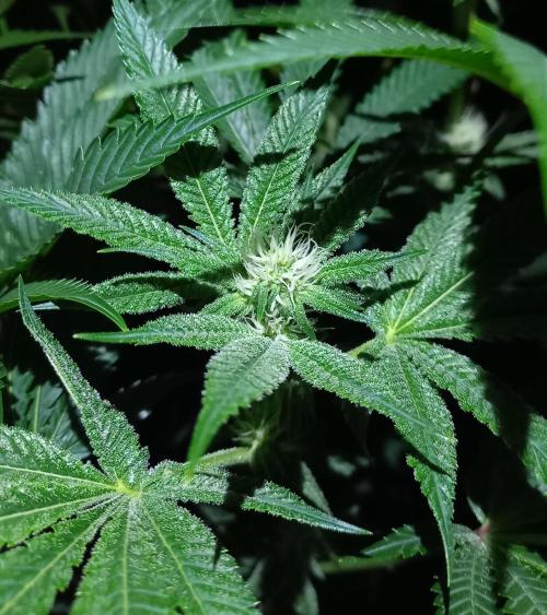 Lemon Cherry Gelato. Week 11