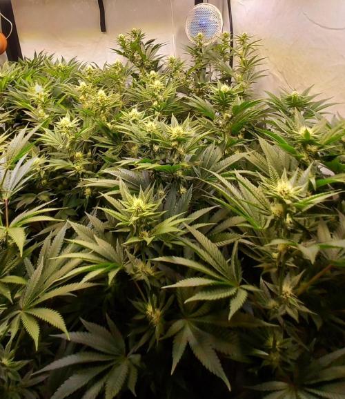Lemon Cherry Gelato. Week 11