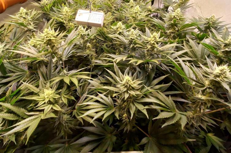 Lemon Cherry Gelato. Week 12