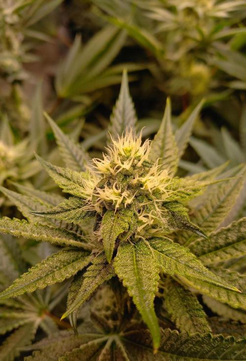 Lemon Cherry Gelato. Week 12