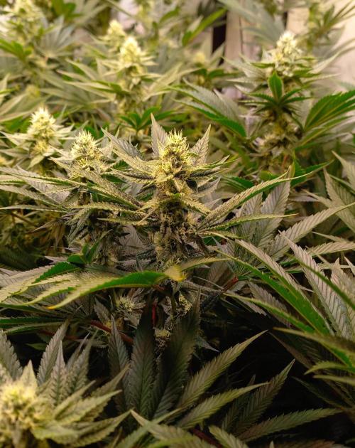 Lemon Cherry Gelato. Week 12