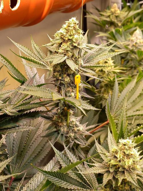 Lemon Cherry Gelato. Week 13
