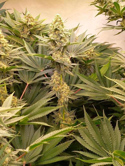 Lemon Cherry Gelato. Week 13