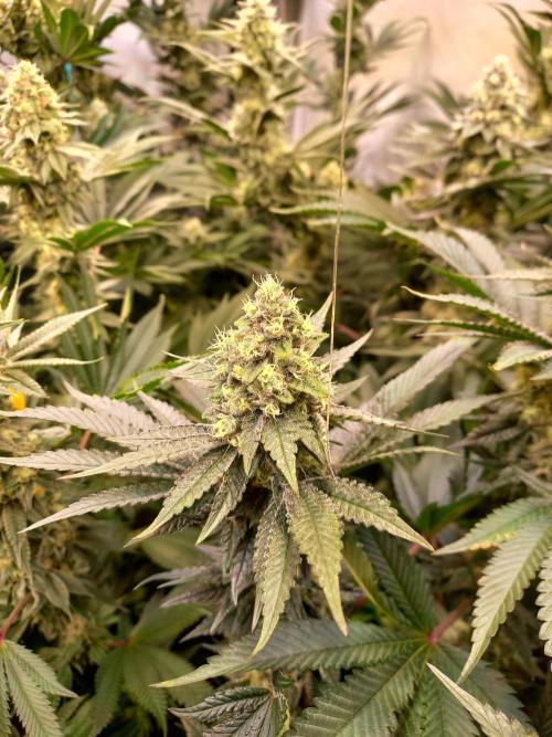 Lemon Cherry Gelato. Week 13