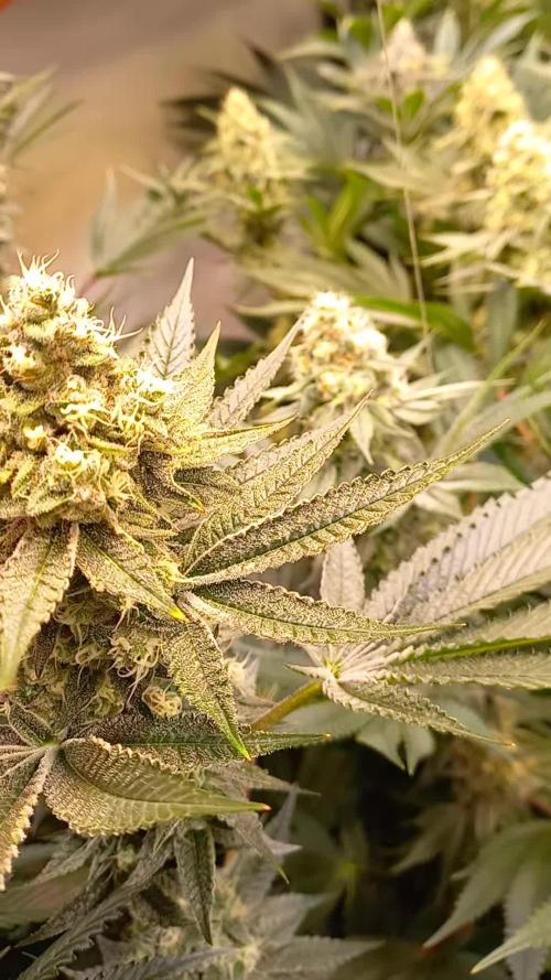 Lemon Cherry Gelato